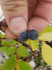 Vaccinium alaskaense