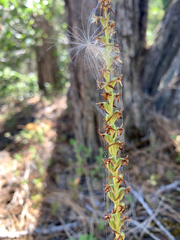 Platanthera transversa