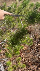 Pinus contorta