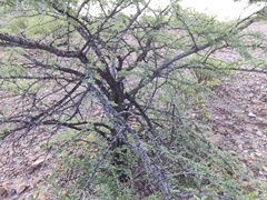 Prosopis palmeri