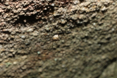 Cryptachaea gigantipes
