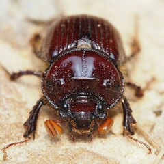 Eucanthus lazarus