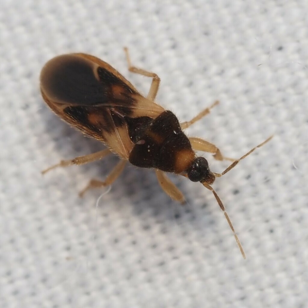 Prostemmatinae
