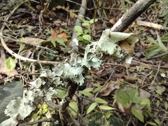 Parmotrema perforatum