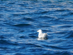 Larus michahellis