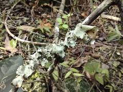 Parmotrema perforatum