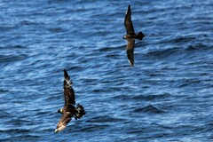 Stercorarius longicaudus