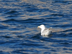 Larus michahellis