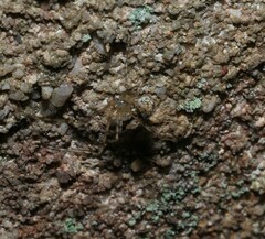 Cryptachaea gigantipes