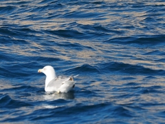 Larus michahellis