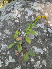 Solidago arguta