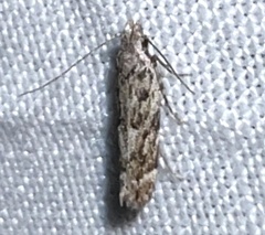 Anacampsis