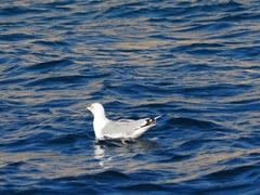 Larus michahellis