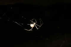 Cryptachaea gigantipes