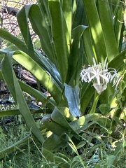 Crinum pedunculatum