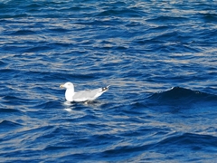 Larus michahellis