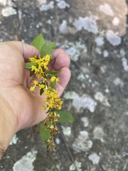 Solidago arguta