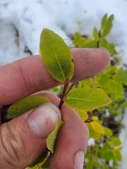 Vaccinium alaskaense