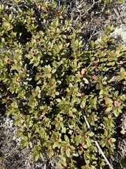 Rhododendron lapponicum
