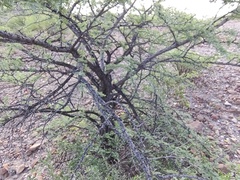 Prosopis palmeri