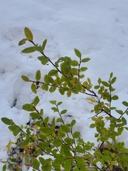 Vaccinium alaskaense