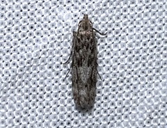 Anacampsis