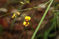 Daviesia wyattiana