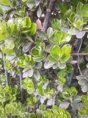 Euonymus japonicus