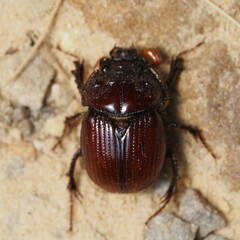 Eucanthus lazarus
