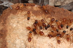 Camponotus nigriceps