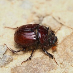 Eucanthus lazarus