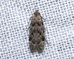 Anacampsis