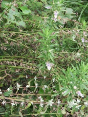Teucrium cubense