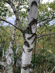 Betula