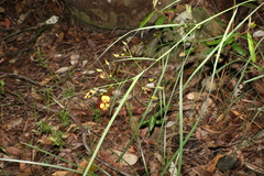 Daviesia wyattiana