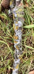Teloschistes chrysophthalmus