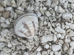 Chione elevata