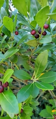 Ilex glabra