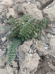 Pedicularis centranthera