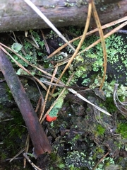 Cladonia coccifera
