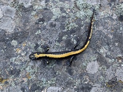 Ambystoma macrodactylum