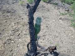 Pachycereus pringlei