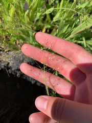 Dichanthelium lanuginosum