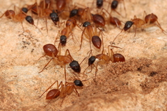Camponotus nigriceps