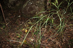 Daviesia wyattiana