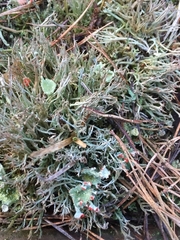 Cladonia coccifera