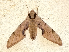 Protambulyx strigilis