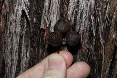 Eucalyptus baileyana