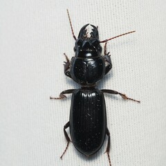 Scarites subterraneus