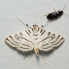 Conchylodes concinnalis
